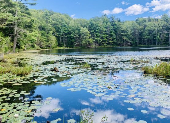 Sprague Pond Preserve