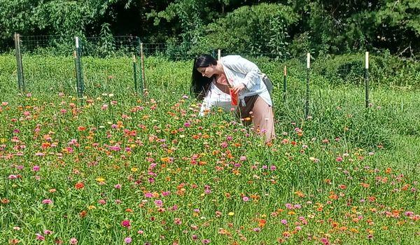 U-Pick Zinnia July and August