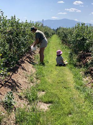 Blueberry picking with the fam.