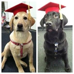 A.K.C. S.T.A.R. Puppy Graduates