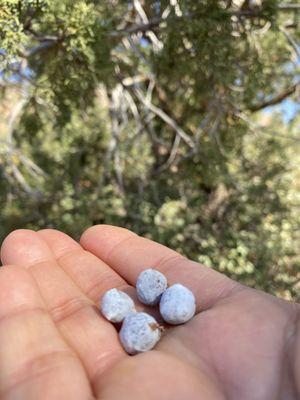 The driver/guide shared that these juniper berries were ripe and edible. We tried them!