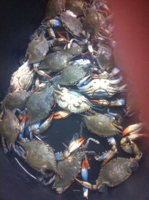 Nice steam crabs and gr8 food now serve cut rate Lioqur in good price,,,,