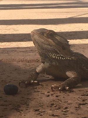 Milton, approx. 15 year old Bearded Dragon, available for adoption!