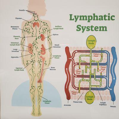 Umbilicus & Cisterna Chyli (UNC Acupuncture Clinic)