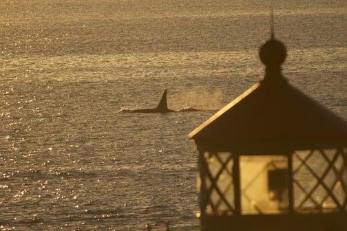 ALKI POINT WITH ORCA