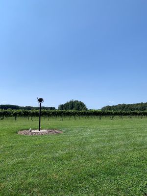 Vineyards