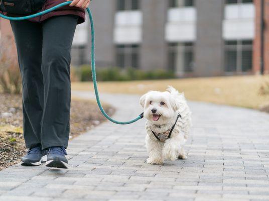 Molly our adorable walking client.