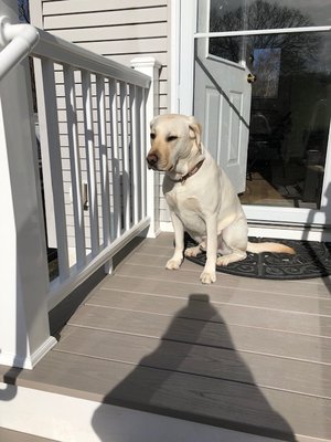 Deck done by Andrew Cronin Construction Jack is happy.....