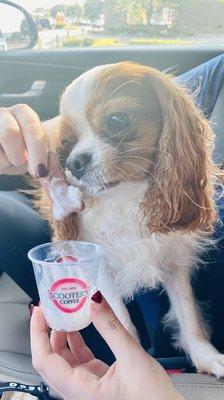 Scooter's pup cup with a bone. Pup approved!