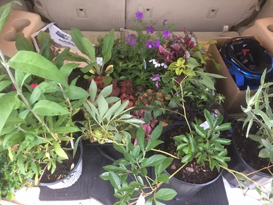 $130 do 3 peonies 1 butterfly and a load of plants is a deal.