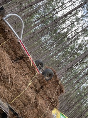 My trailer with the longleaf pinestraw