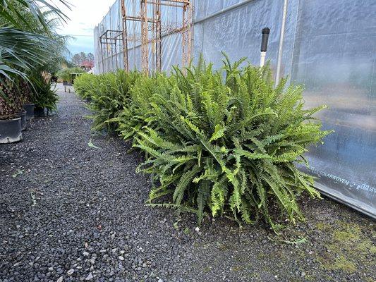 Kimberly Queen Fern