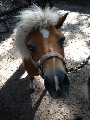 Little Bit says he love Saddle Up!