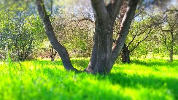 Along the elevated boardwalk trail.