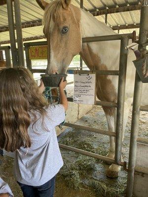 Blue Banner Stables