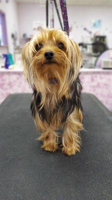 Before picture of a Yorkie.