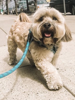 Finnegan smiling on his first walk with HDB :)