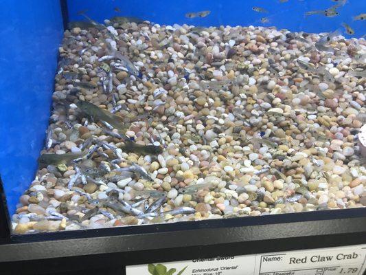 I wouldn't buy fish from here- look at all these dead ones !