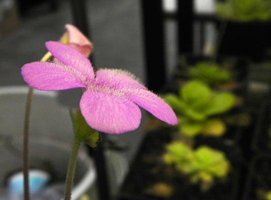 Even the pretty petals of the butterwort can be deadly for six-legged pests.