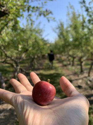 Littletree Orchards