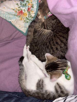 I couldn't find the black tabby I bought but here are two of our kittens snuggled together.