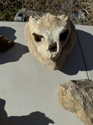 Ancient skull