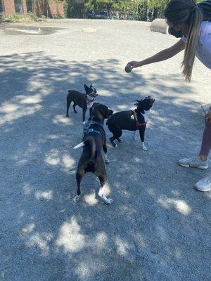 3 happy dogs at playgroup.