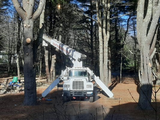 Trimming the big pines along our driveway