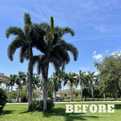 BEFORE | AFTER 
Tree Services
Jupiter FL