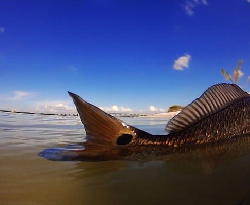 Redfish tailing.