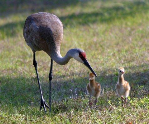 Sandhill Cranes walk with their babies every day in the Spring, helping them to maturity. Adults mate for life. So beautiful and peaceful.