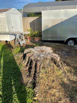 Before pic of large stump