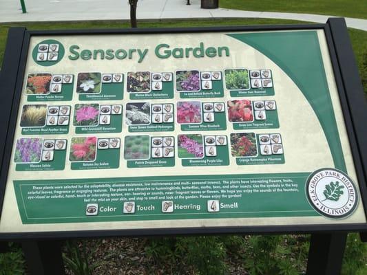 Sensory garden by the fountain