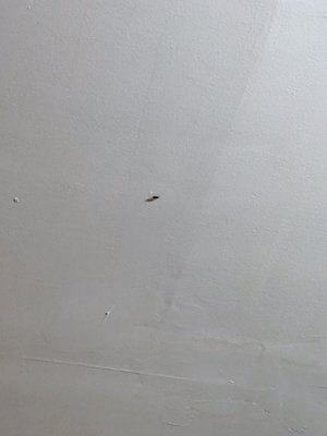 Cockroach on the ceiling