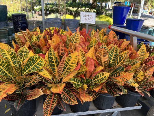 Crotons are awesome for Fall colors. House Plant.