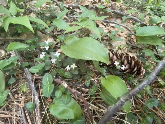 cute flowers & pinecone