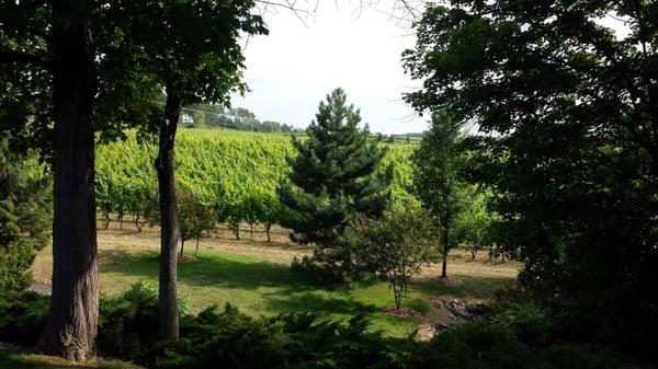 Picture from our deck looking out to the vineyard.