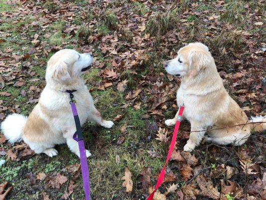 Molly and Jack after a being groomed at Spot on! They do a fantastic job!!