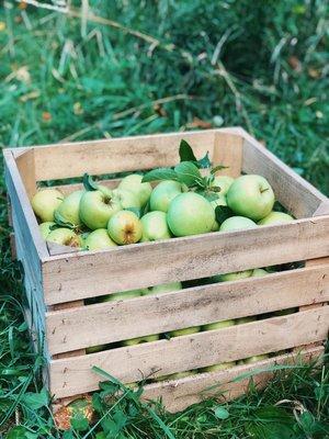 Jefferies Orchard