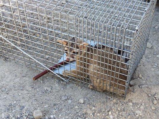 Another ringtail cat trapped in someone's attic. He loved his snack!