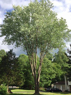 After Trimming 70 ft. Silver Maple with foliage