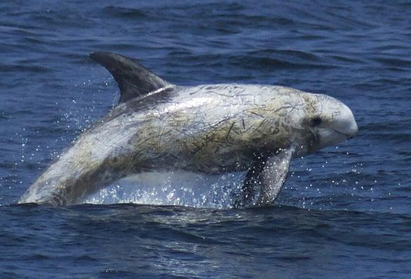 Risso dolphin.