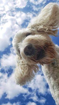 Happy Dog at Busters Buddies doggy daycare