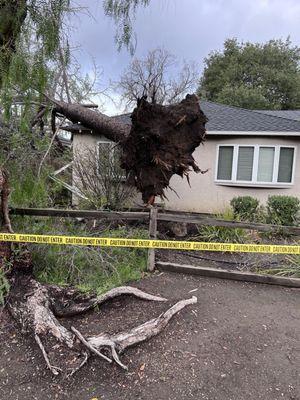 Showing the root ball of a large tree