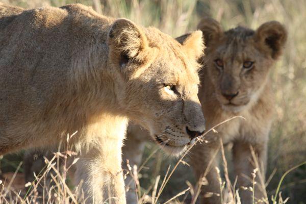 Morning safari at Kruger National Park, South Africa