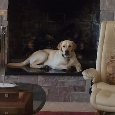 Dr Mike an avid Dog lover has three yellow labs.  Maize his oldest comes to the office everyday to be the official patient gr...