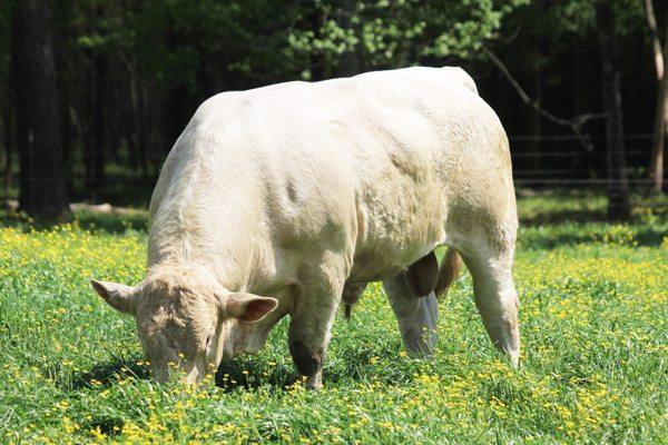 Rogers Bar HR Charolais Bull