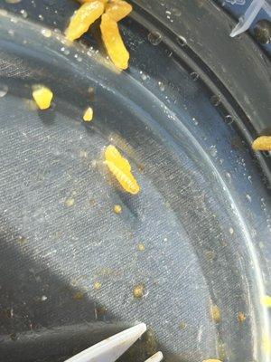 Maggot in food. Absolutely horrible.