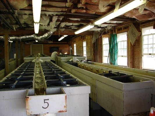 Raising young shellfish, Chatham's Shellfish Upwelling Facility, Stage Harbor Rd.