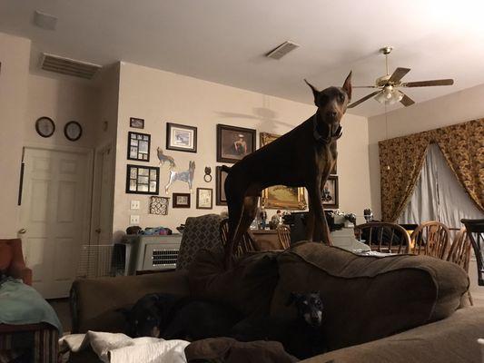 Doberman Rescue of North Texas